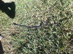 This is either an Eastern Ribbon or a Garter snake.