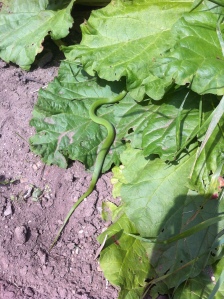Found a poison green snake hiding underneath the rhubarb.